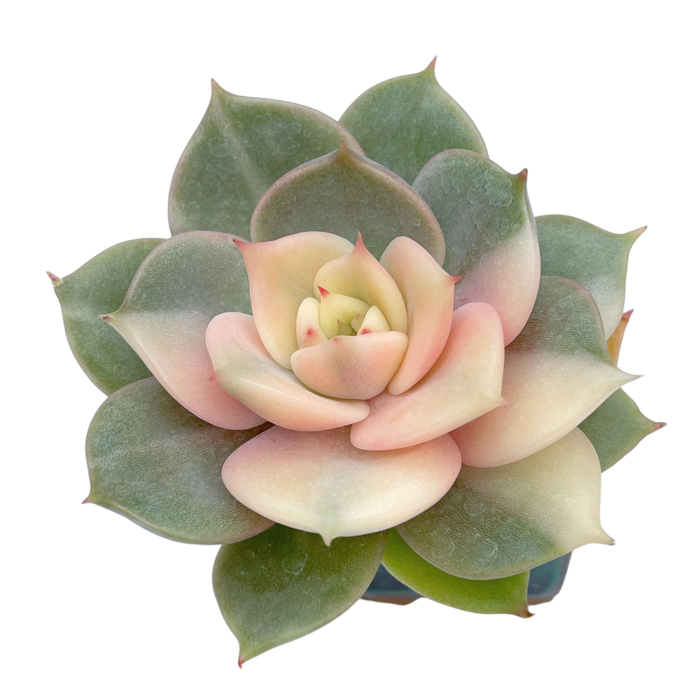 Echeveria Sapphire, Variegata
