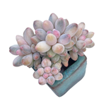 Pachyphytum Machucae Variegated Cluster