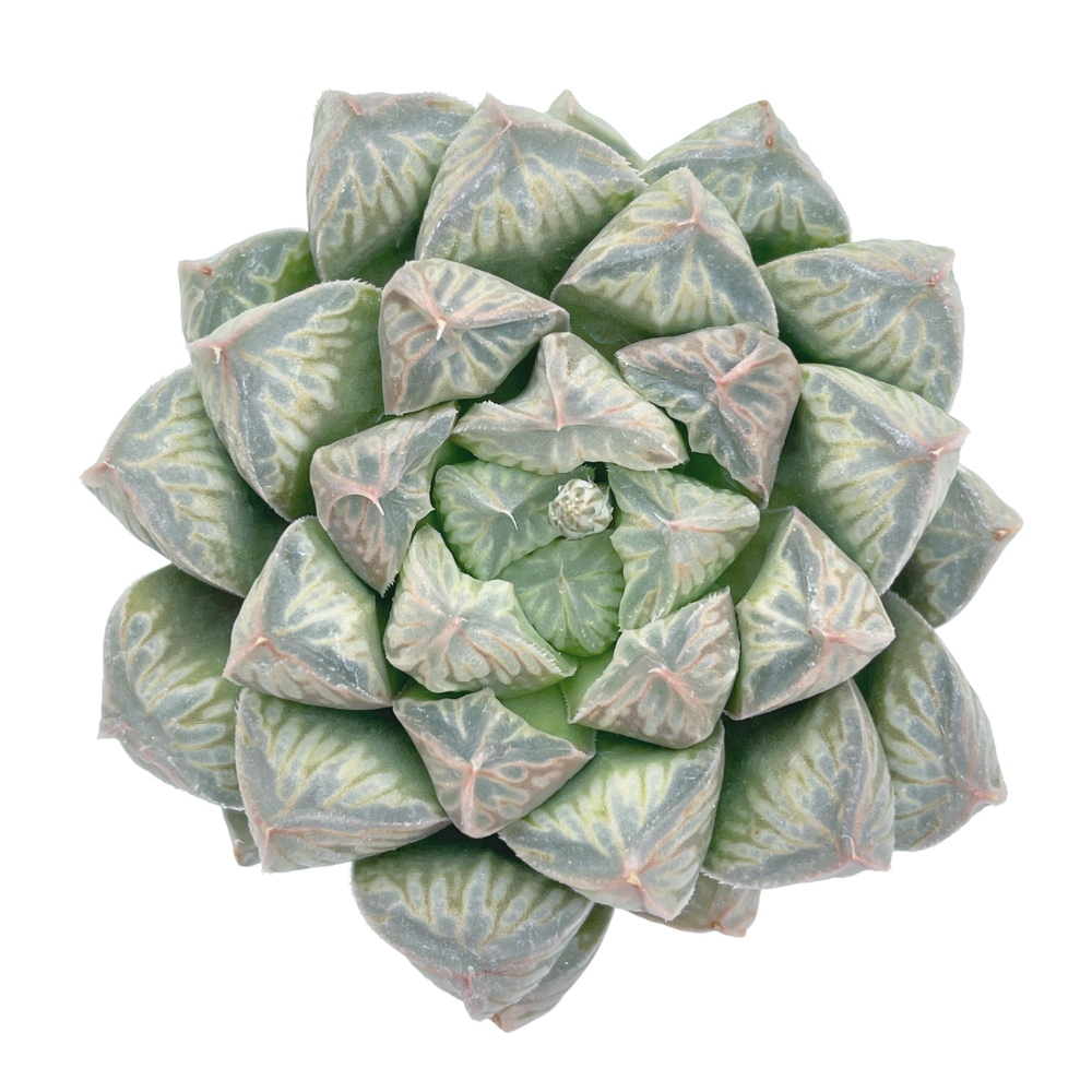 Haworthia Unknown Hybrid