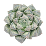 Haworthia Unknown Hybrid