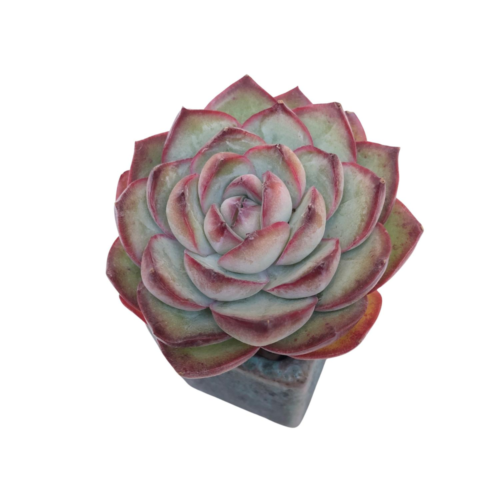 SPECIAL! JUST CART!! Echeveria Chubby Bunny