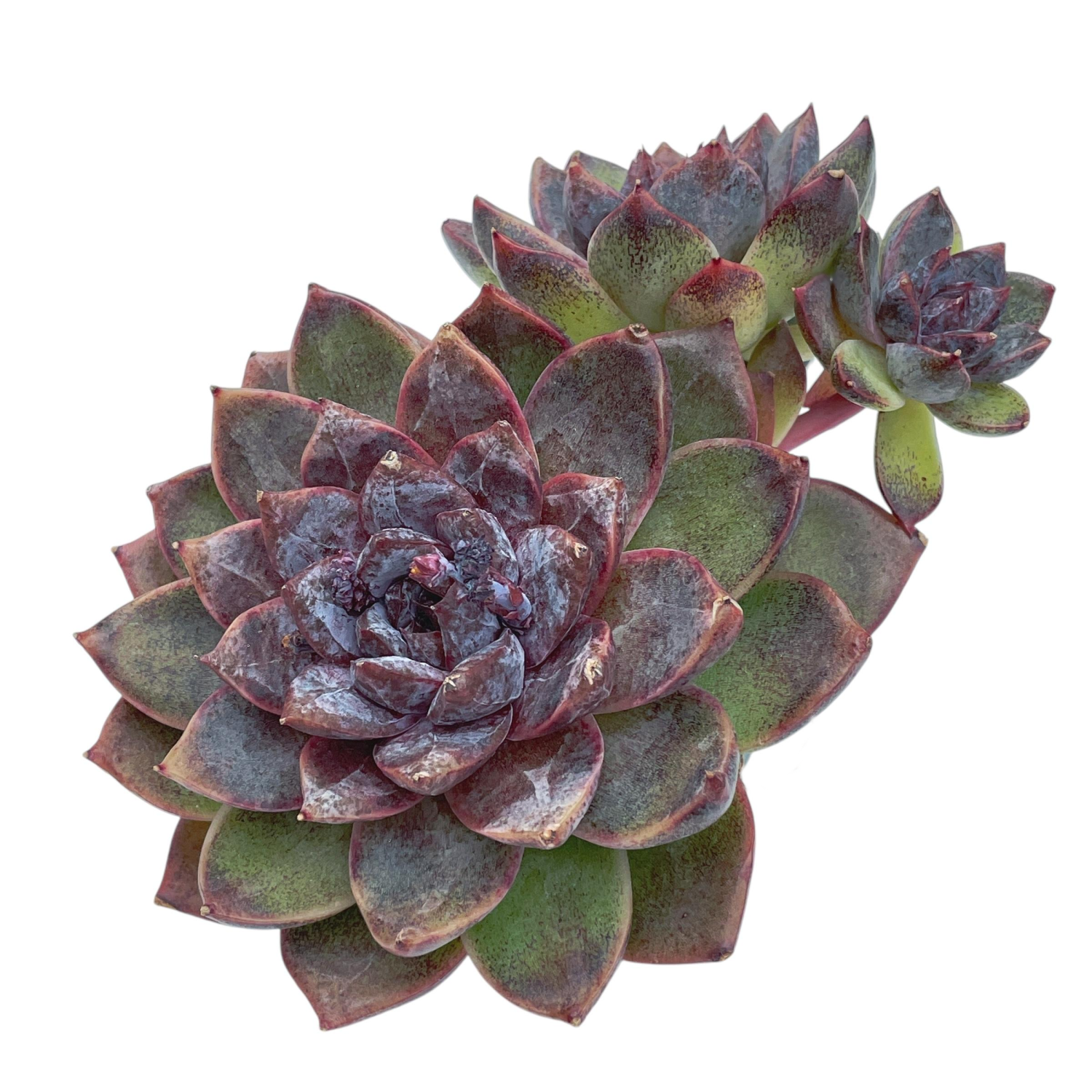 Echeveria La Palma – Cedar Creek Farmhouse