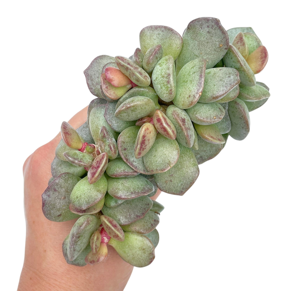 Adromischus Hemisphaericus, Large Cluster