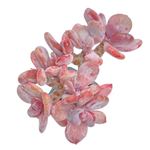 Echeveria Cinderella, Old Stem