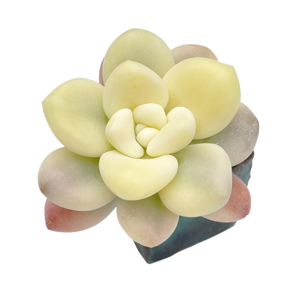Pachyphytum Caviar Gold