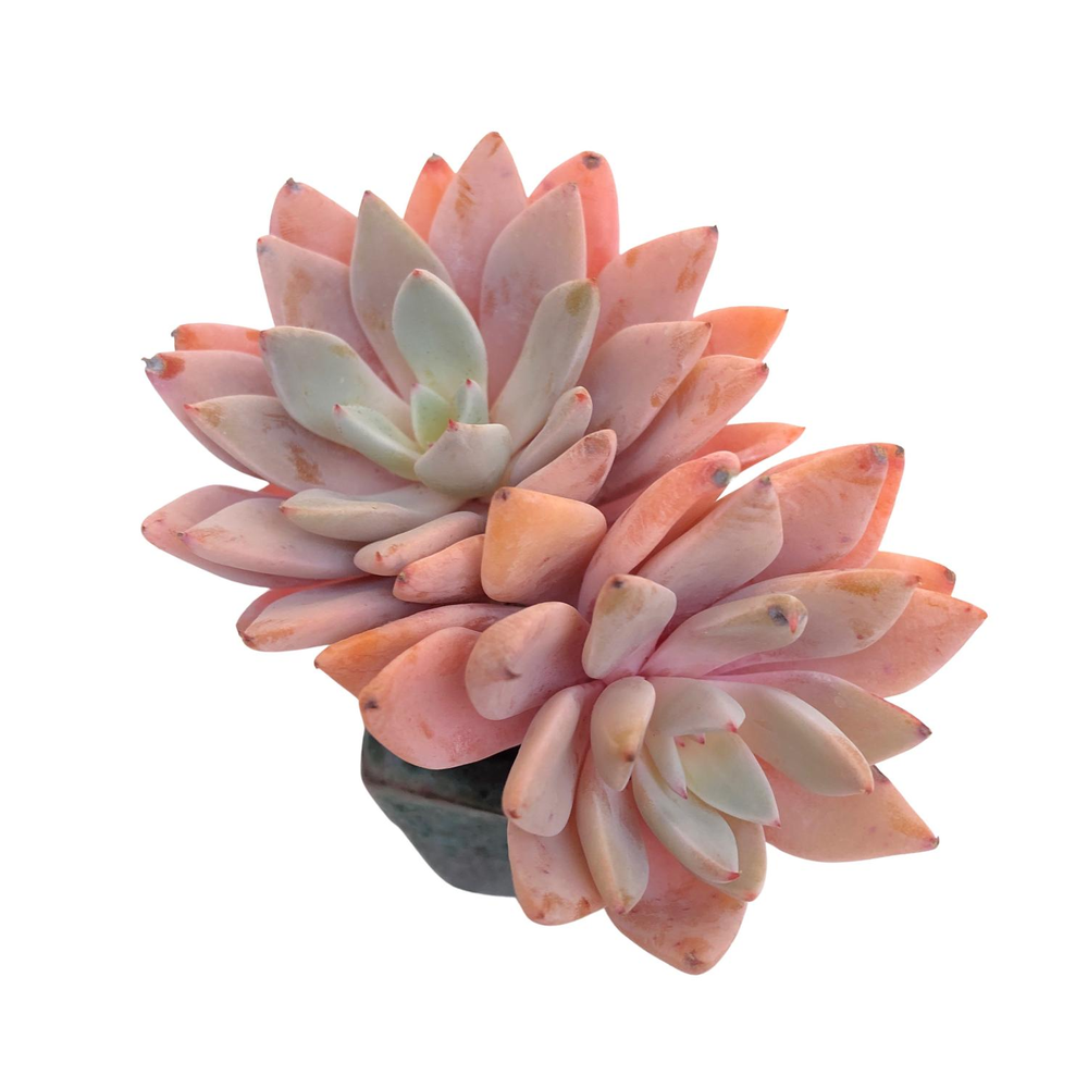 SALE! Echeveria Lulu (Will likely lose some leaves)