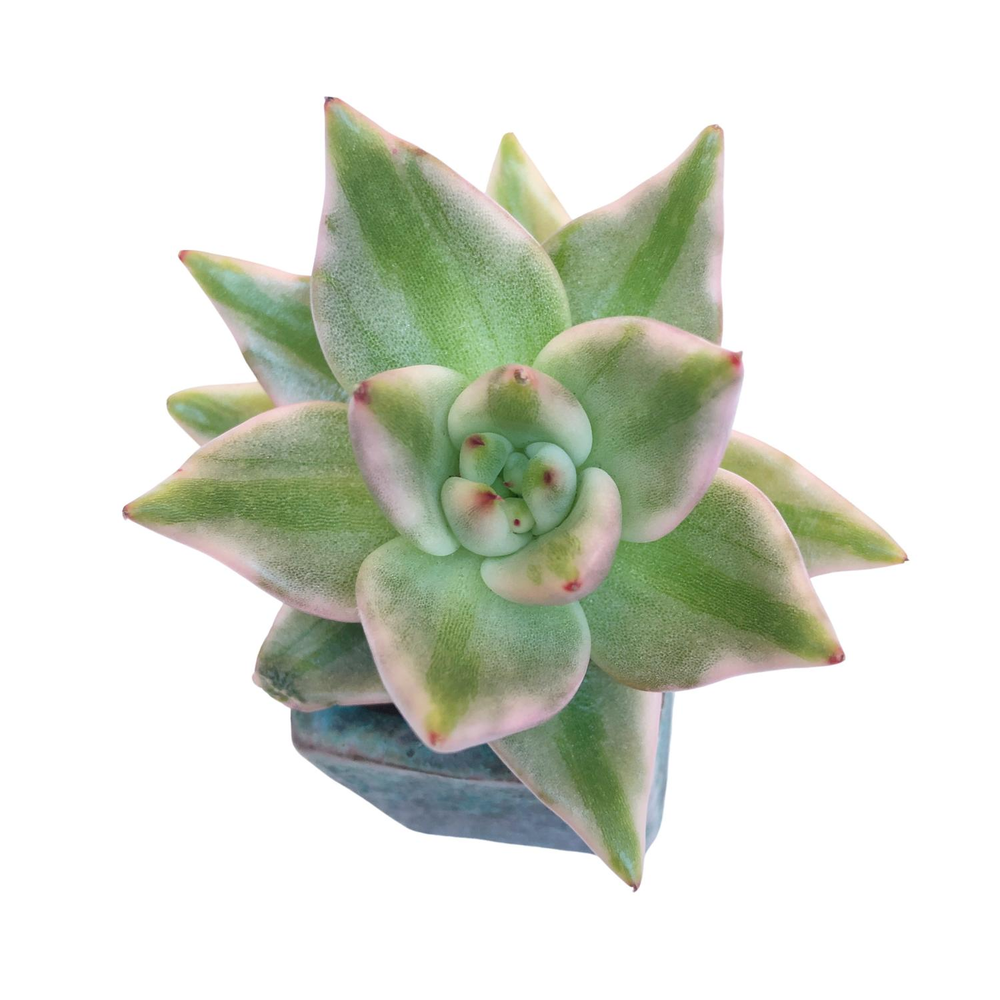 elkhorn plant succulent SALE! Echeveria Elkhorn, Variegata – Cedar Creek Farmhouse
