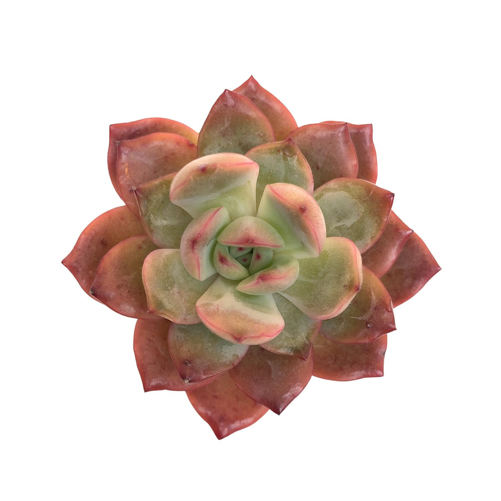 SALE! Echeveria Glam Pink