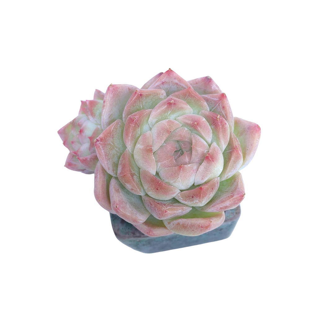 Echeveria Tourmaline, (New Hybrid)