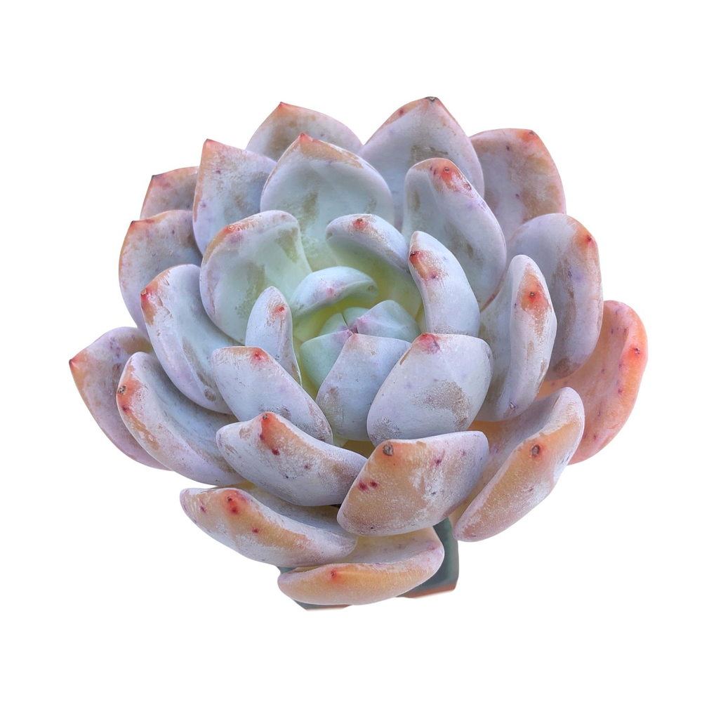 Echeveria Orange Monroe