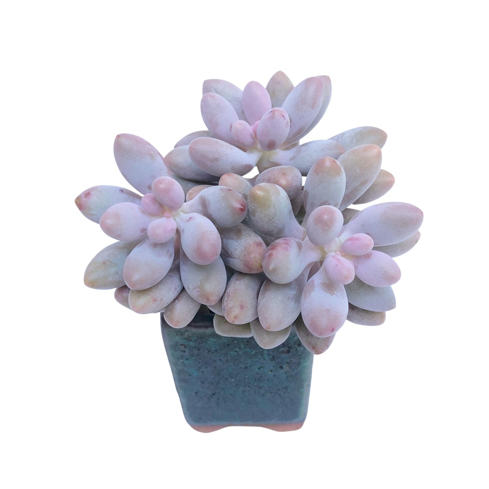 Pachyphytum Brazzetti