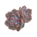 Echeveria Ariel, Double