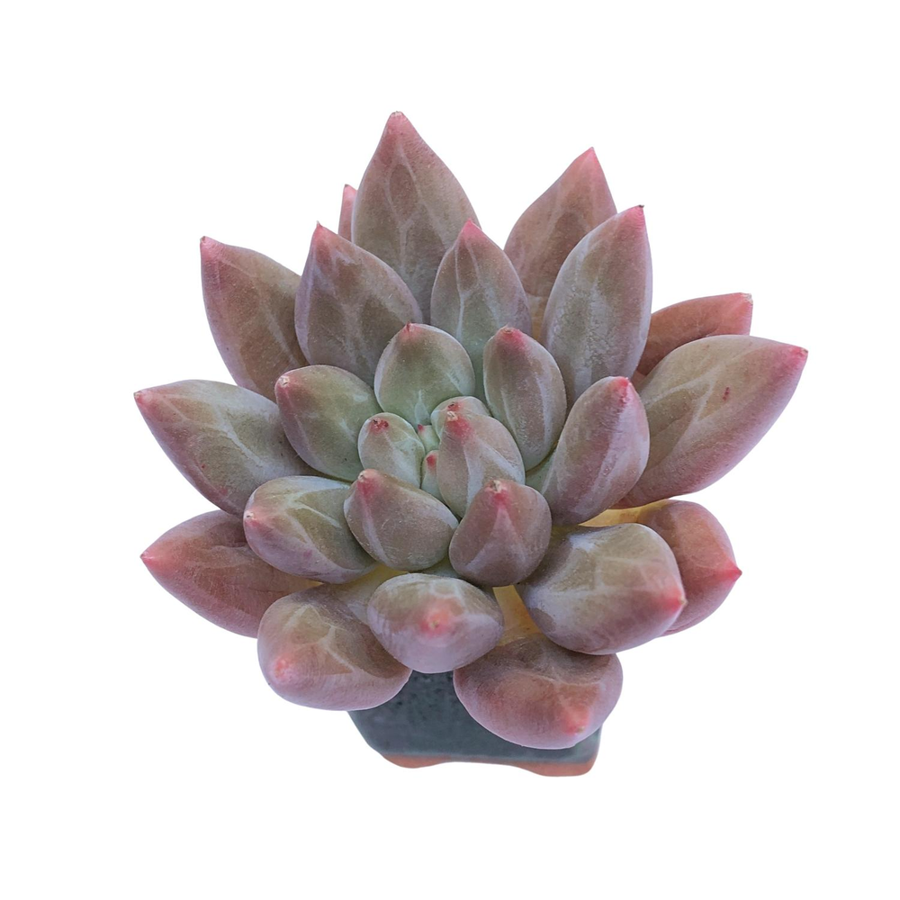 Pachyphytum Angel Fingers