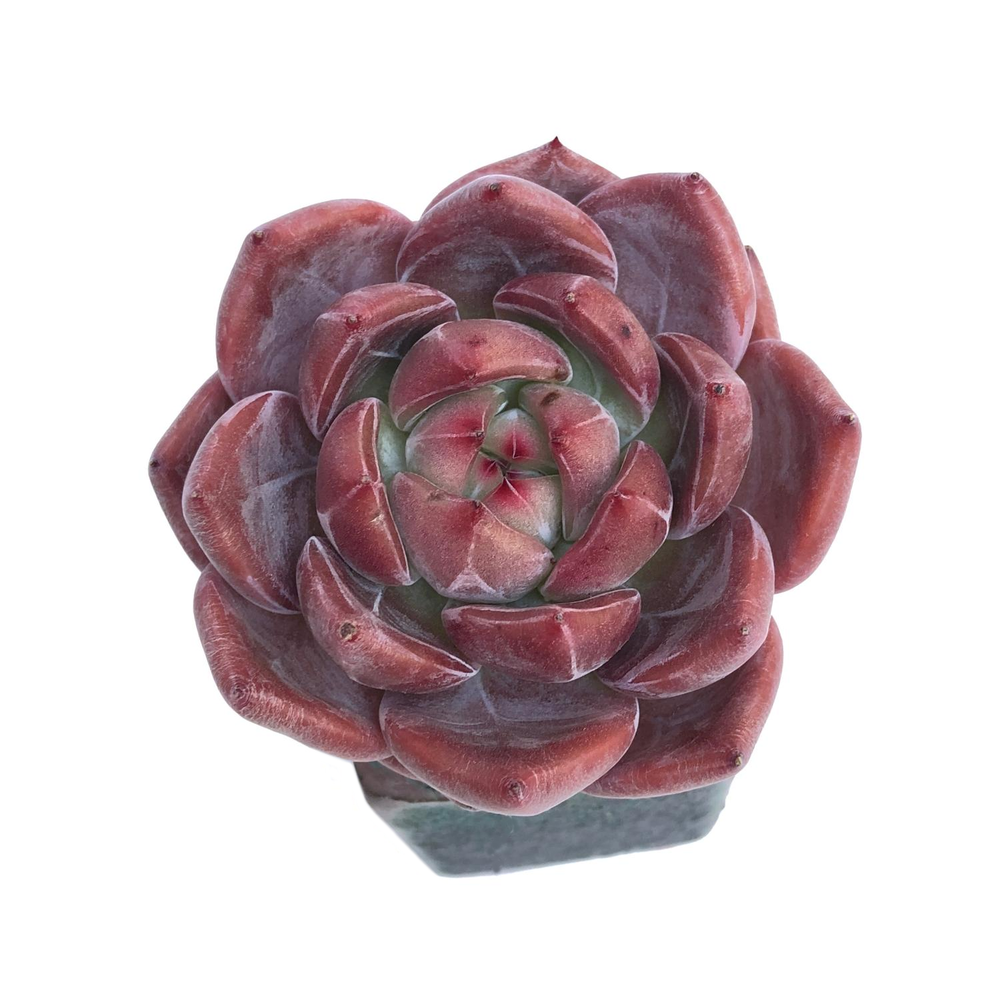 Echeveria Eos