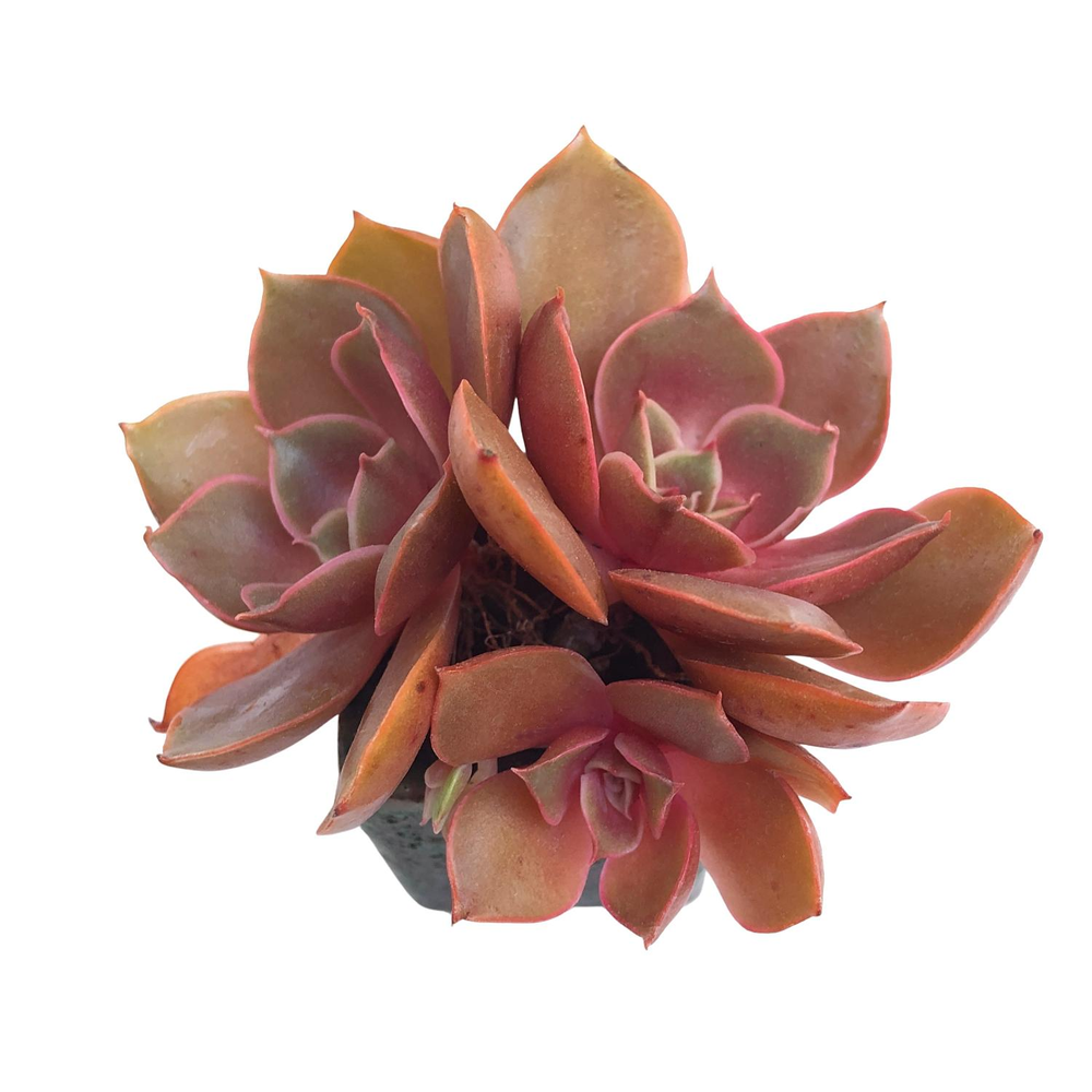 Echeveria Red Tan, Triple