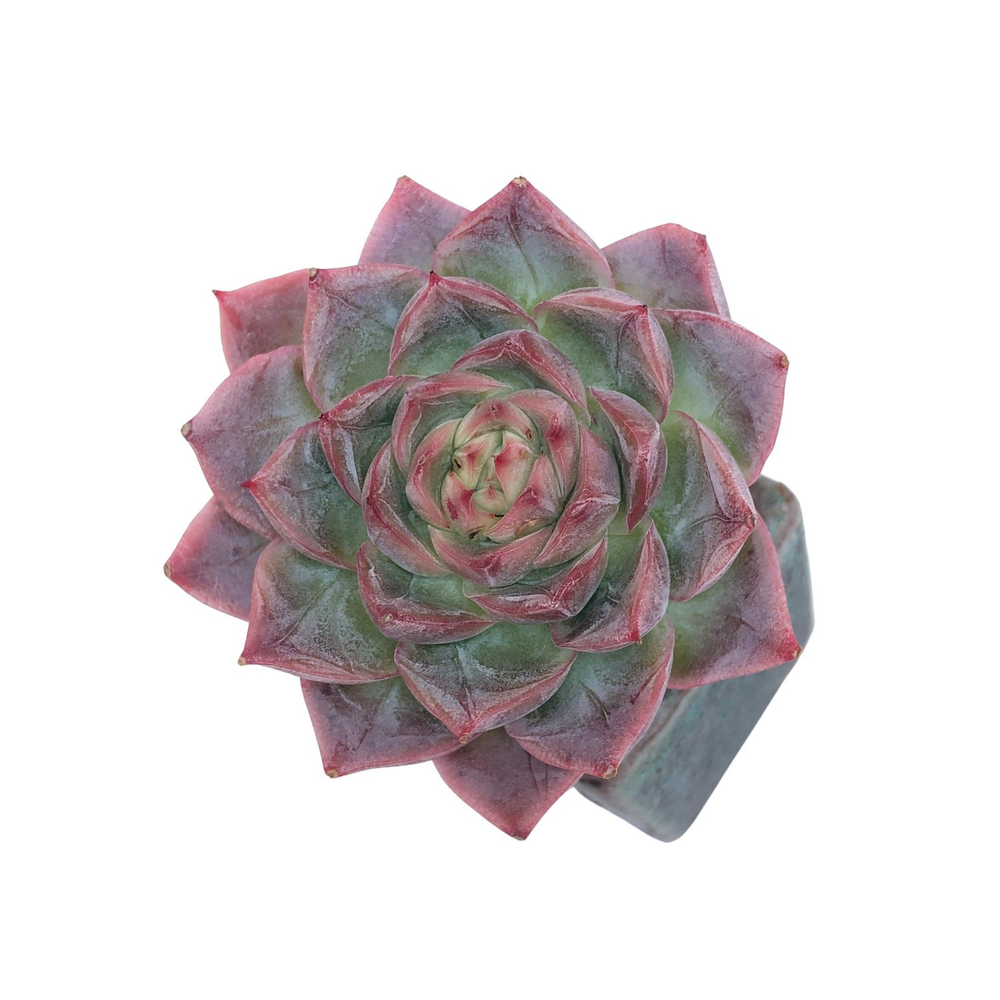 Echeveria Organic Purple