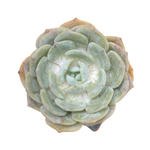 Echeveria Snow Shower, Medium