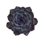 Echeveria Dark Rose