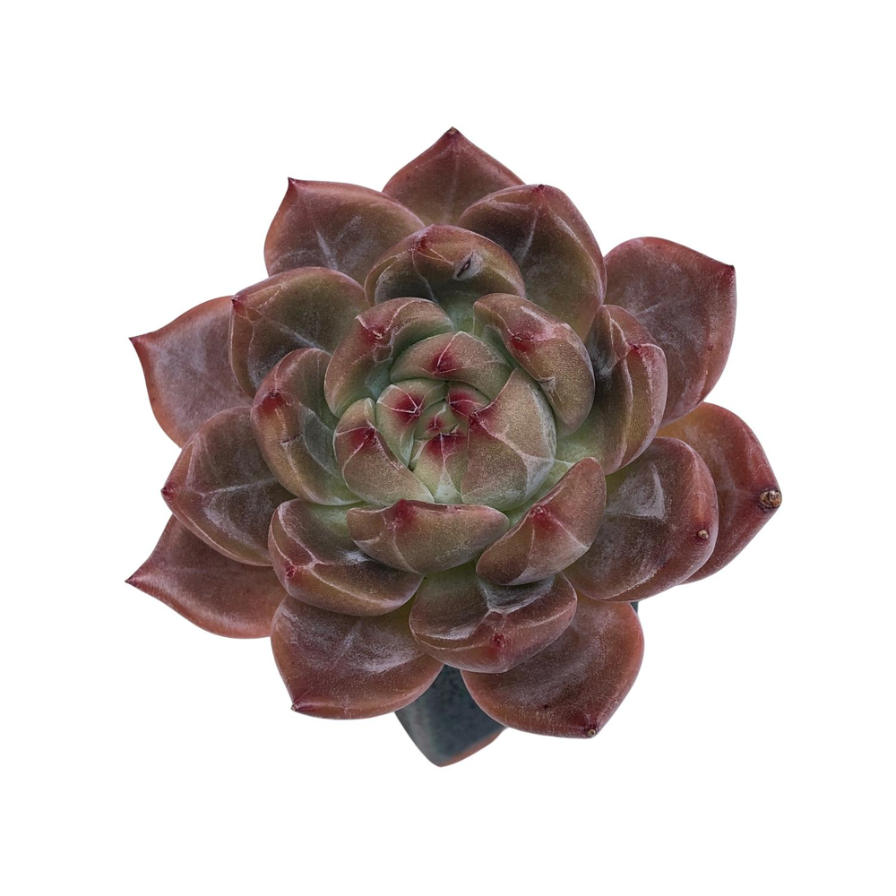 Echeveria Eos