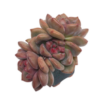 Echeveria Ariel, Triple