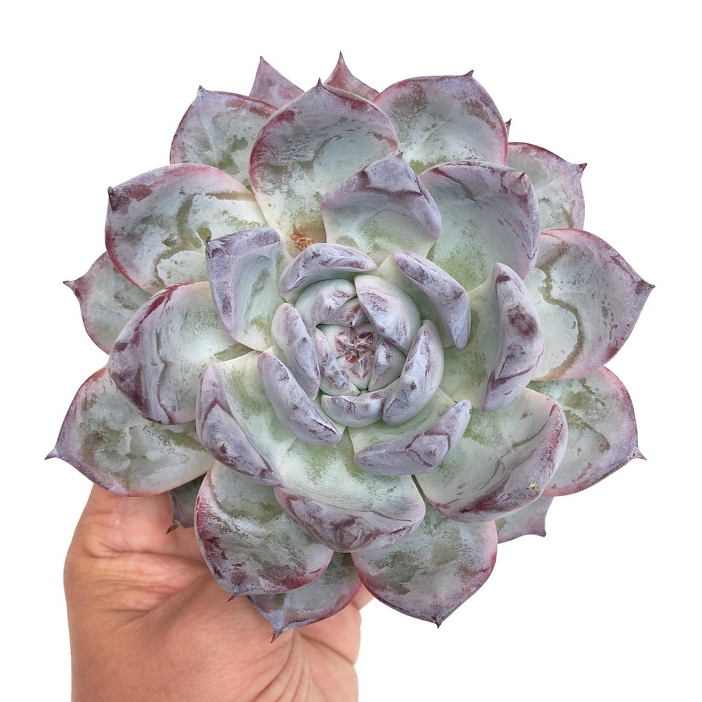 Echeveria Black Sabbath, Mature Specimen