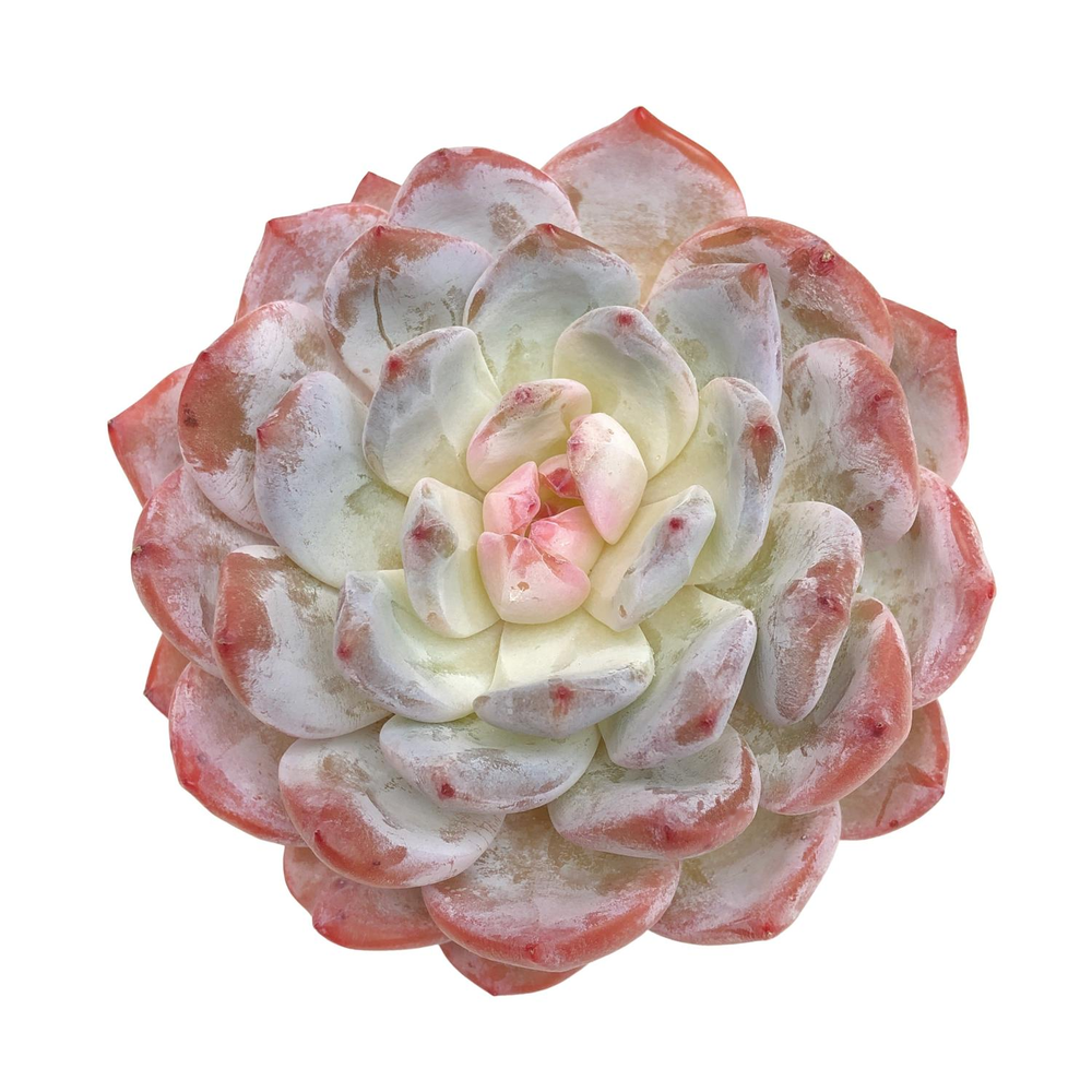 Echeveria Orange Monroe, Medium