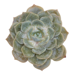 SALE! Echeveria Snow Shower, Medium