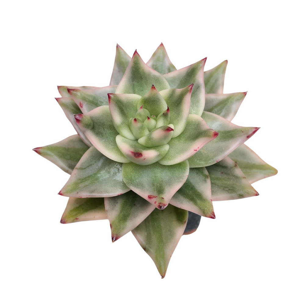 Echeveria Elkhorn, Variegata