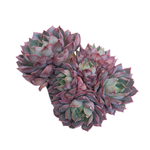 Echeveria Stella