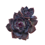 Echeveria Dark Chocolate