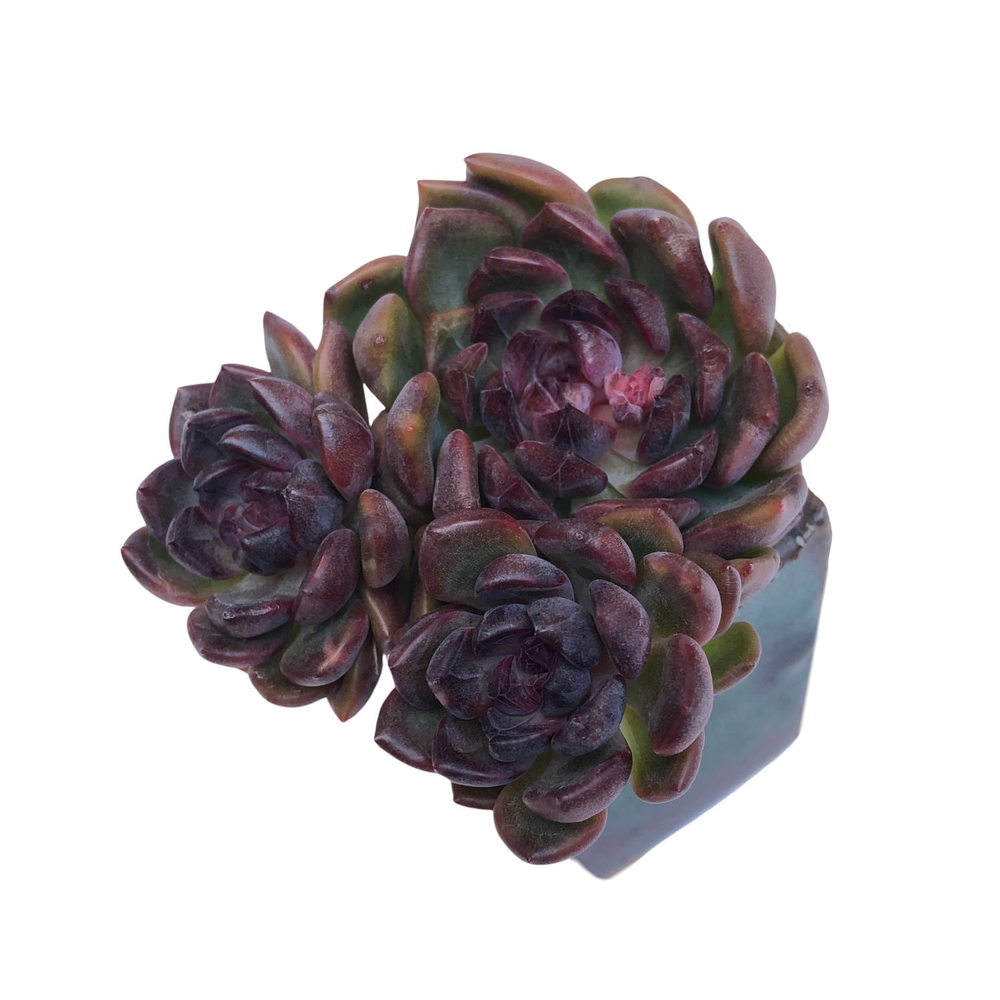 Echeveria Dark Queen Hybrid, Triple