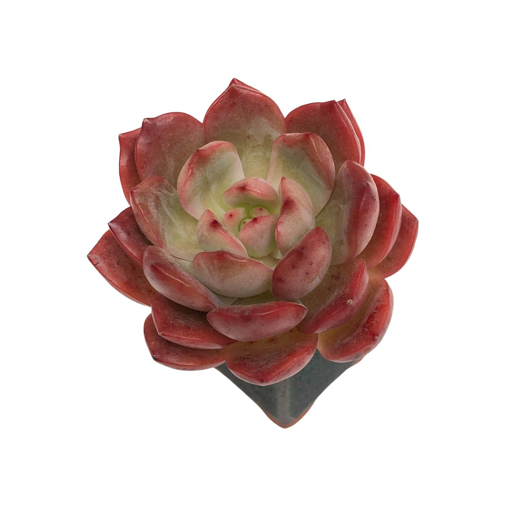 SPECIAL! JUST CART!! Echeveria Glam Pink