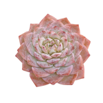 Echeveria Amazing Grace