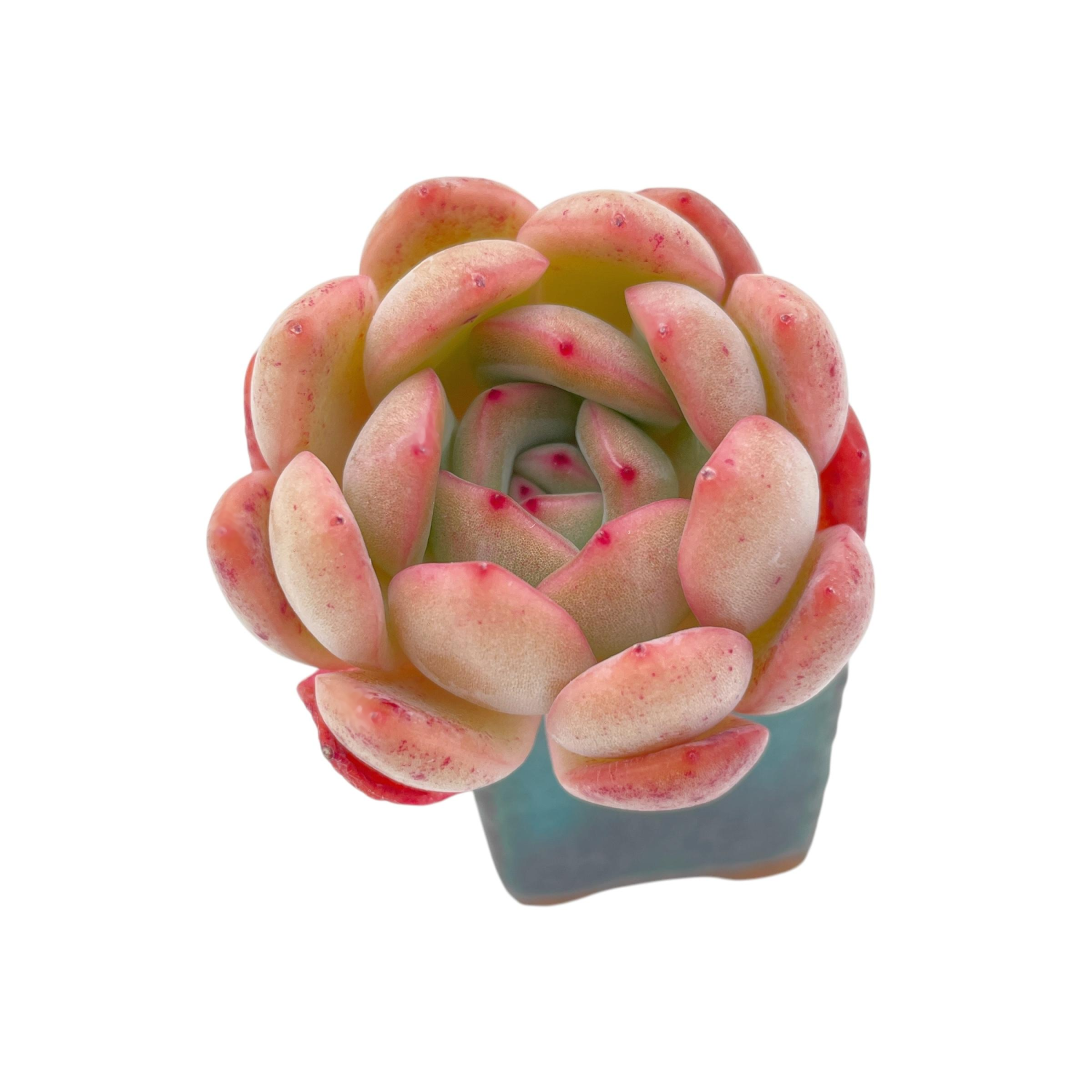 Echeveria Top Pink – Cedar Creek Farmhouse