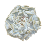 Echeveria Thriller Pearl