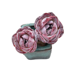 LAST CHANCE! Echeveria Pink Bayan