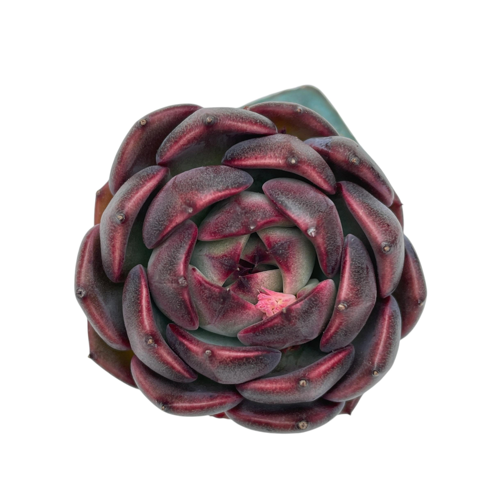 LAST CHANCE! Echeveria Melodious