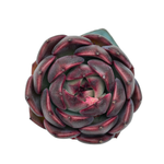 LAST CHANCE! Echeveria Melodious