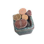 Lithops Set of Five