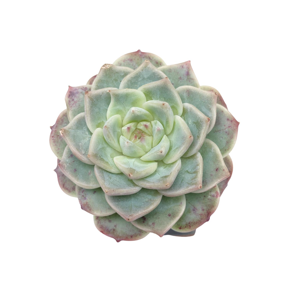 Echeveria Red Velvet