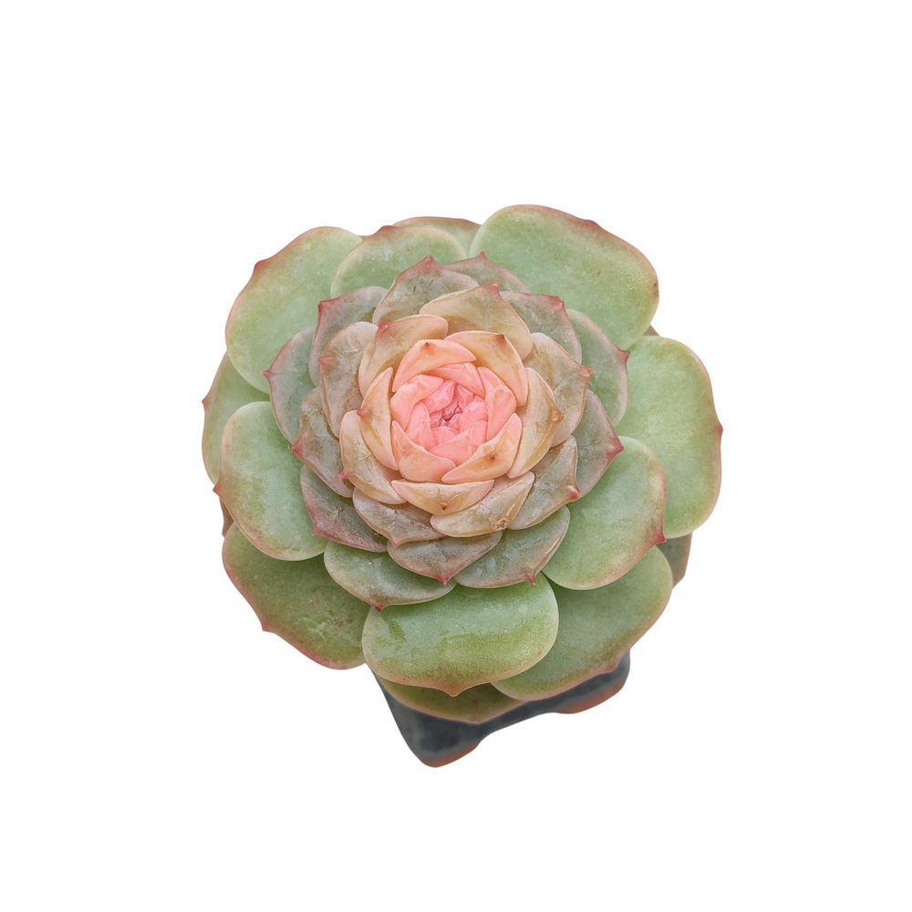 Echeveria Pure Love