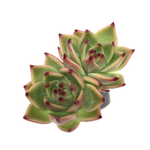 Echeveria Blue Dragon, Double