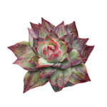 Echeveria Casio, Variegata