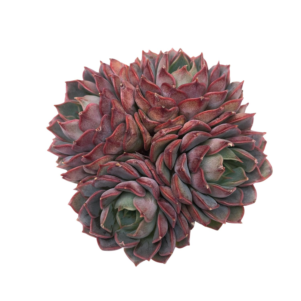 Echeveria Stella