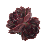 Echeveria Black Rose, Double