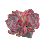 Echeveria Keralean, Double