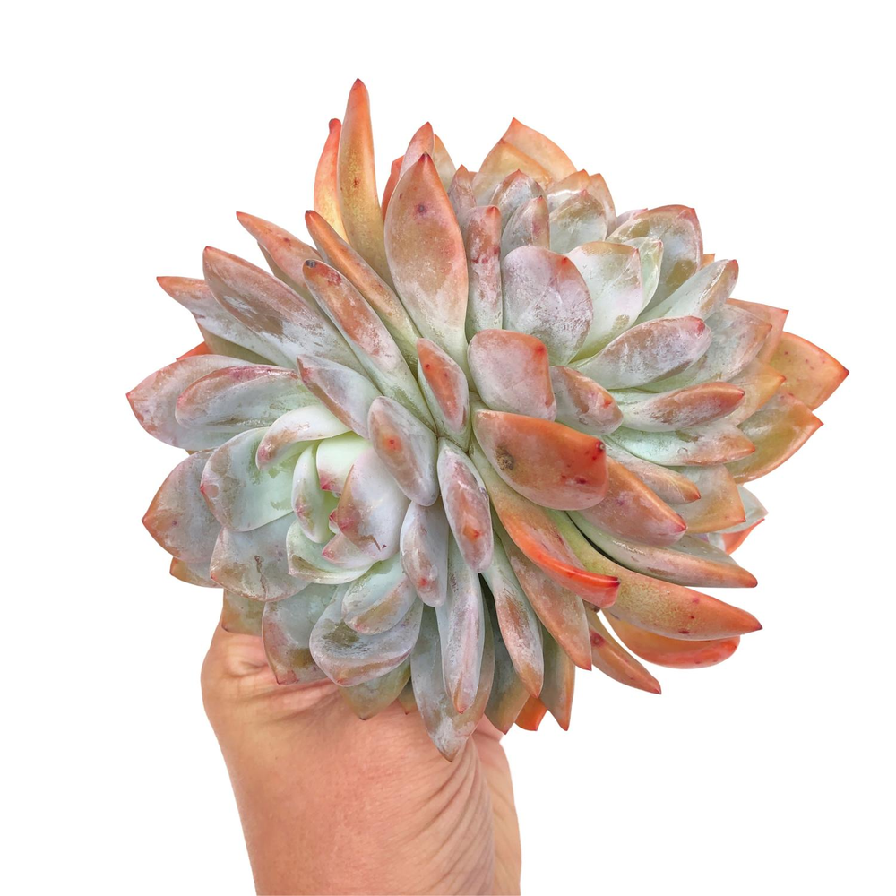 Echeveria Orange Monroe, Very Large Cluster (Four Heads)