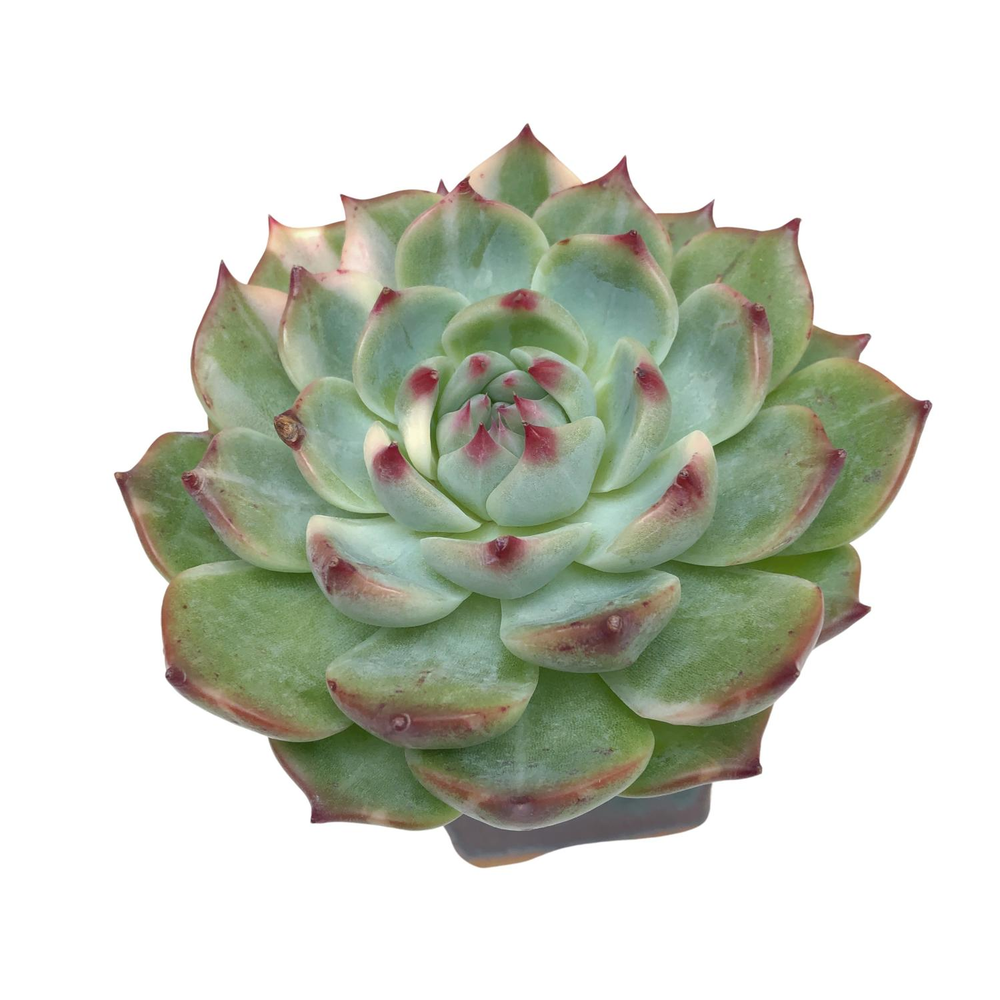 Echeveria Chihuahuaensis, Variegata, Mature Specimen