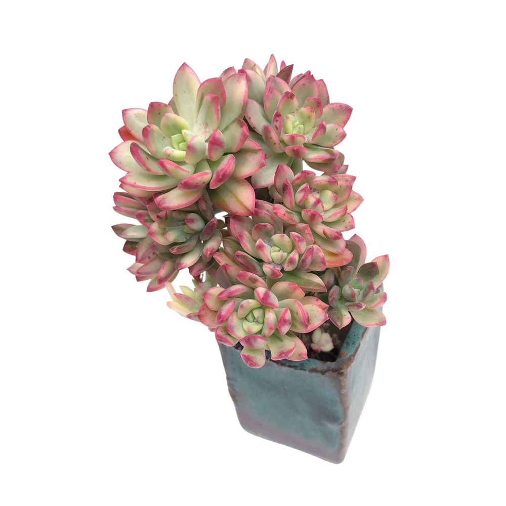 Echeveria Mini Belle, Mature Variegated Cluster