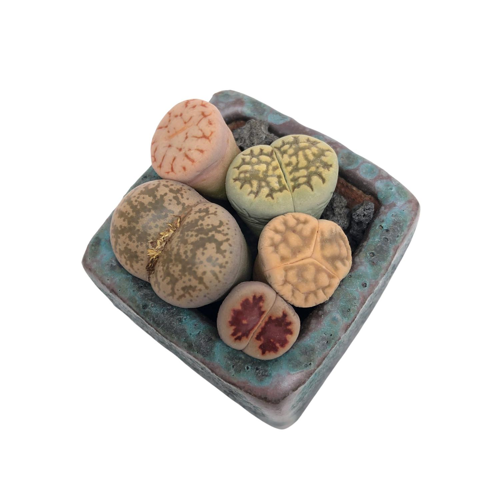 Lithops Set of Five